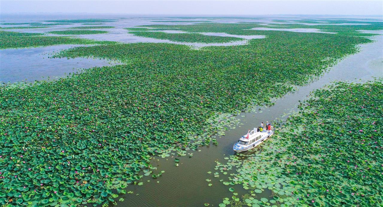 洪湖风光。新华社记者 熊琦 摄.jpg