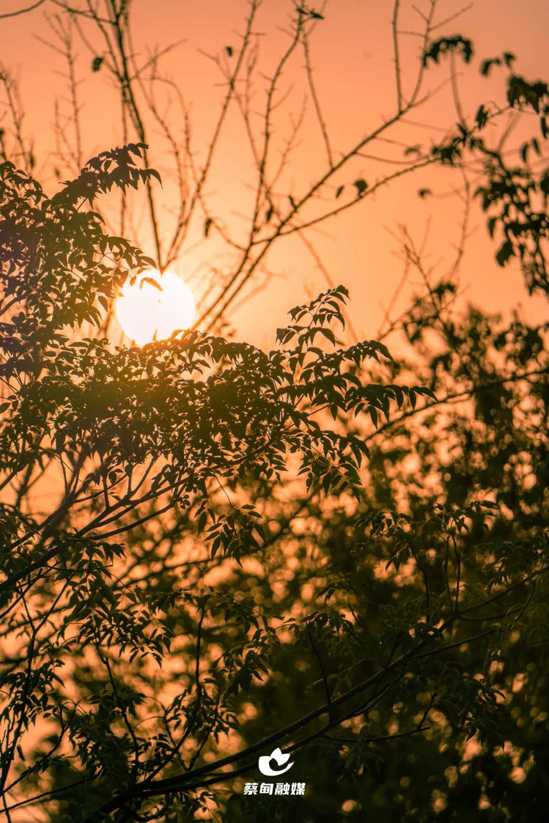 湿地的植物繁茂生长