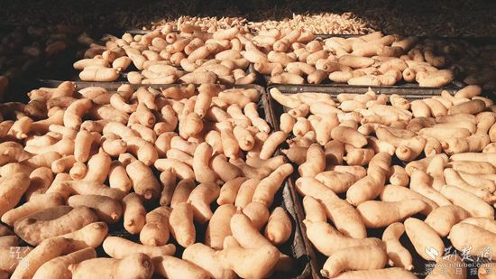 道地药材，利民富民。草盘地镇 供图