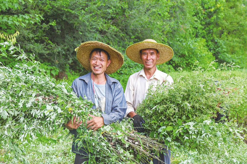 艾草迎来丰收季