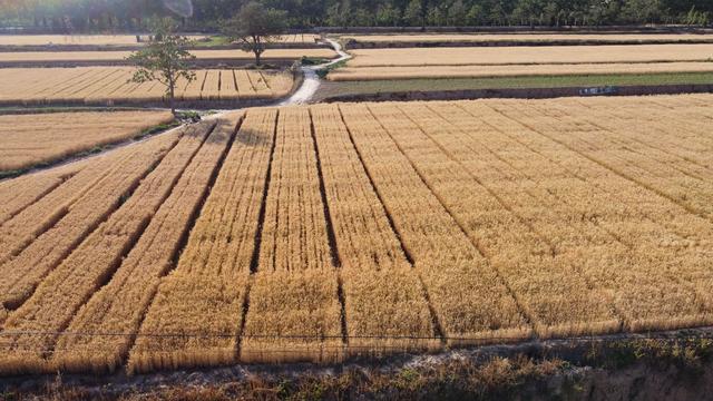 大片成熟的麦田。资料图/新京报记者 王巍 摄