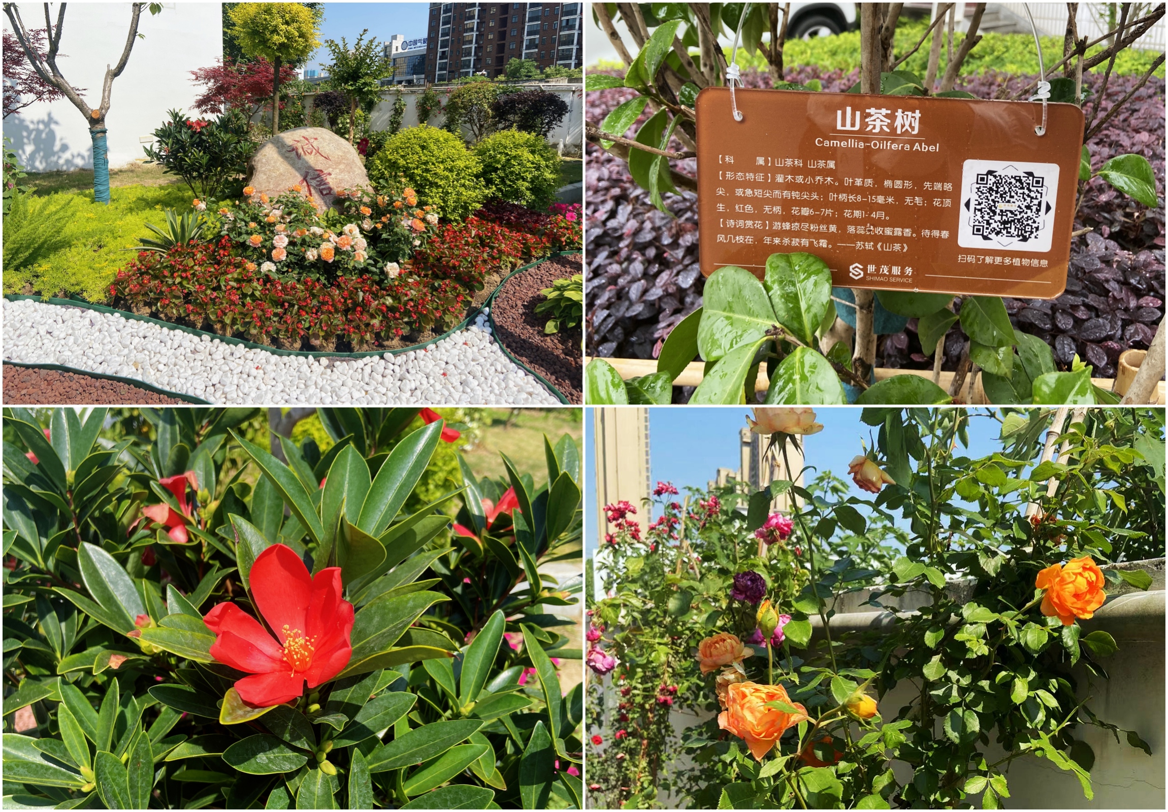 黄陂法院项目园林花境景观打造及定制树牌