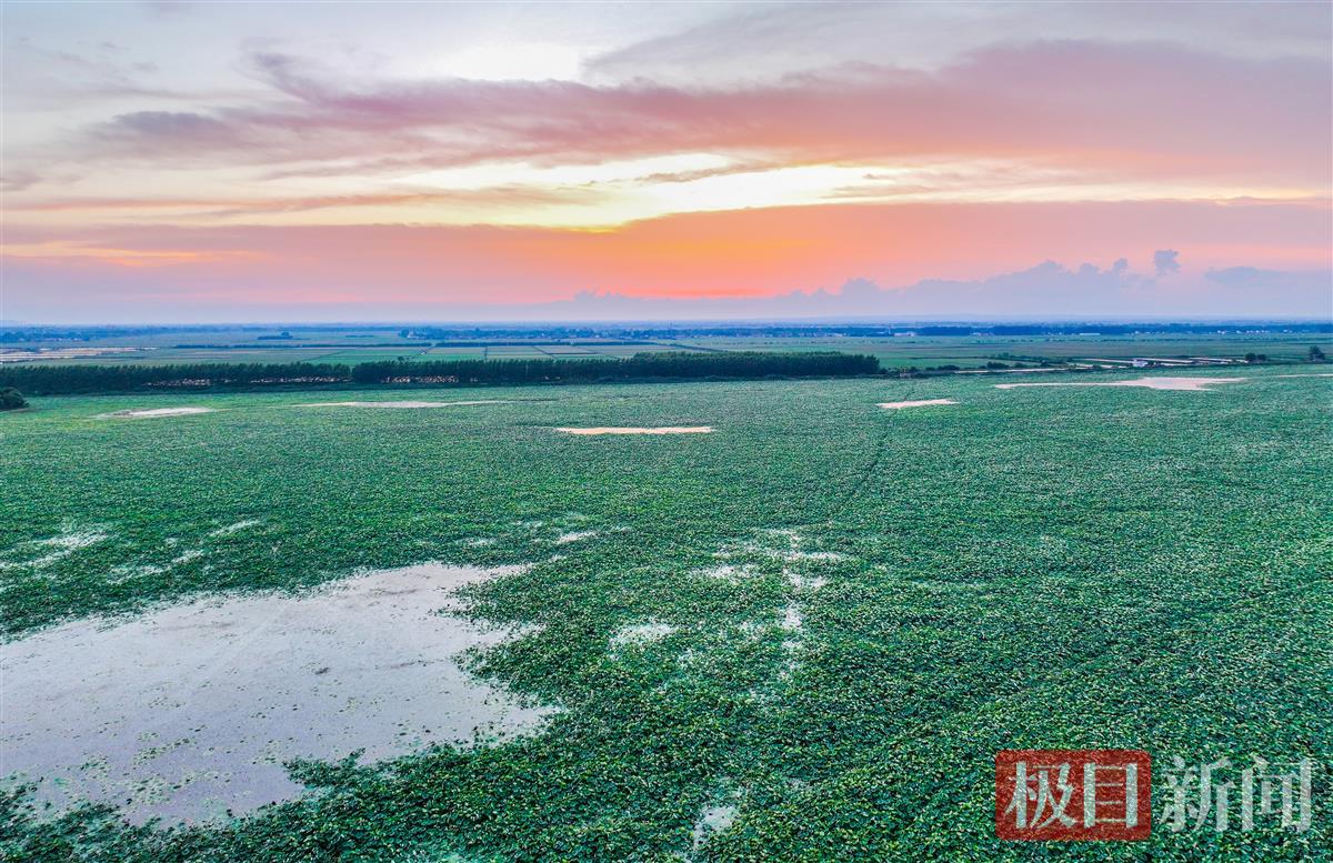 夏日，菱角湖国家湿地公园的荷塘中布满荷花。（通讯员 杨协兵 摄）.jpg