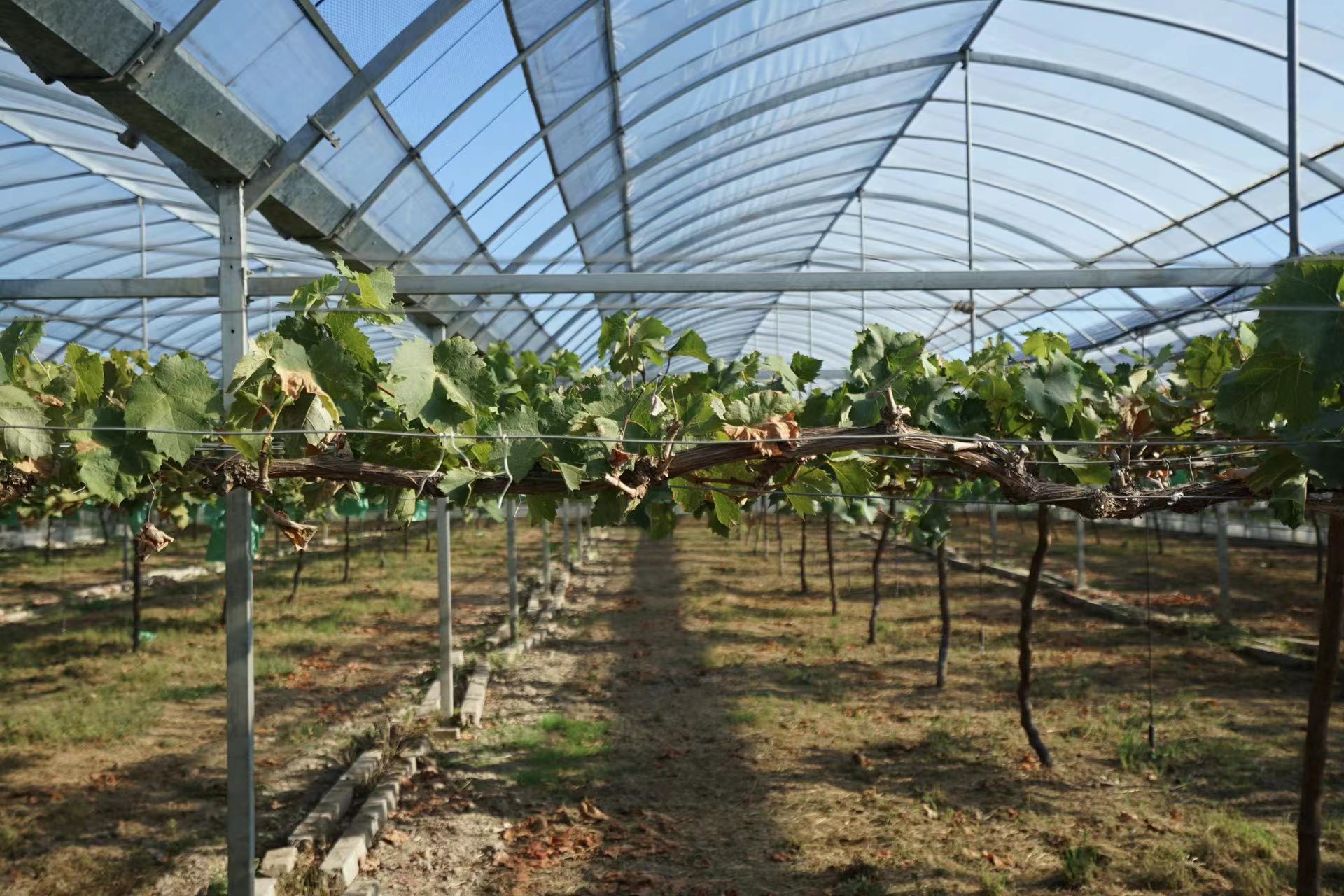 侨嘉葡萄园的大棚