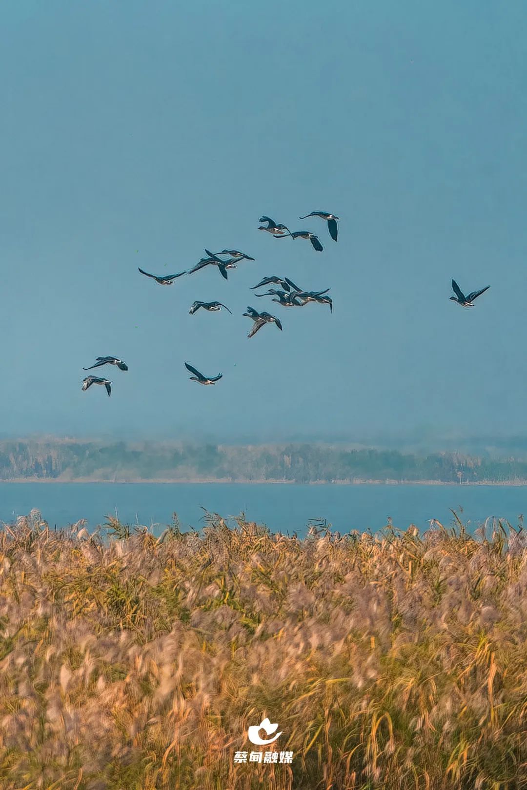 沉湖湿地鸟群风光