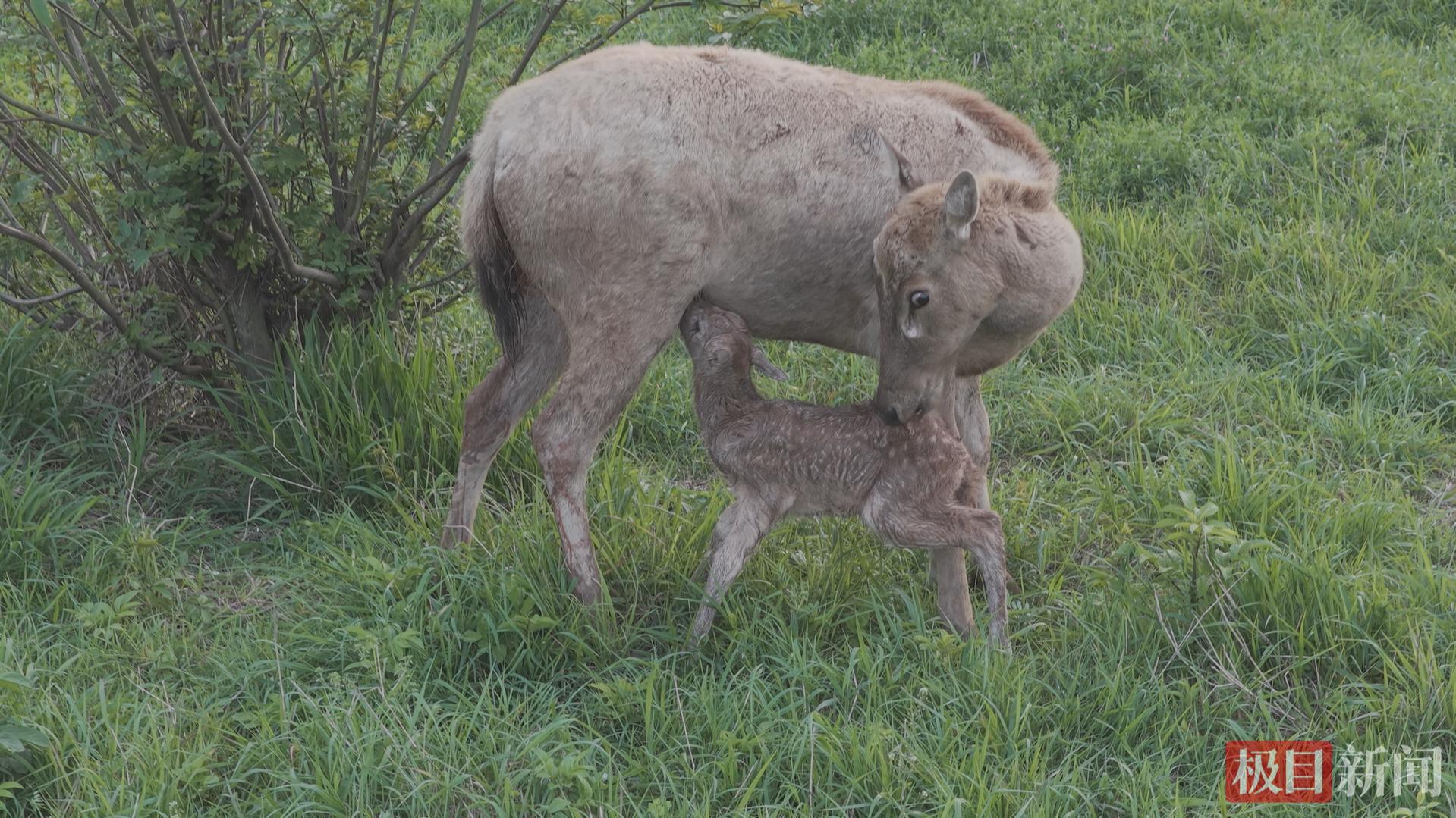一头母鹿在哺乳刚出生的麋鹿幼崽。（视频截图）.jpg