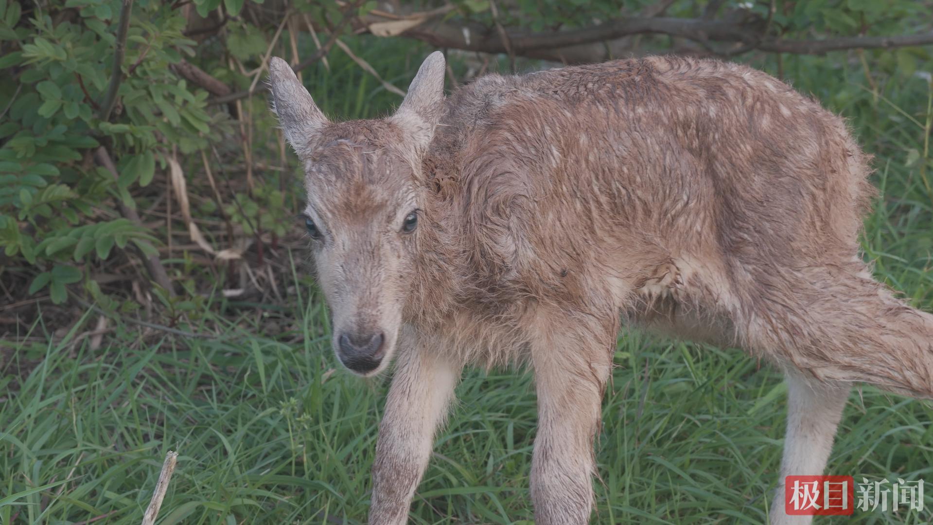 出生不久后，麋鹿幼崽便能直立行走。（视频截图）.jpg
