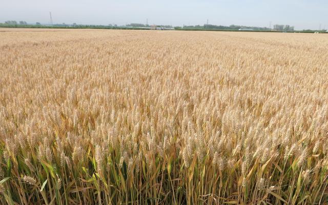 中国农业科学院育成的中麦895，具有优良的灌浆速率和耐热性。中国农科院供图