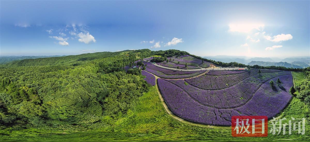 大地之肺------野三关高山森林花海               吴以红.jpg