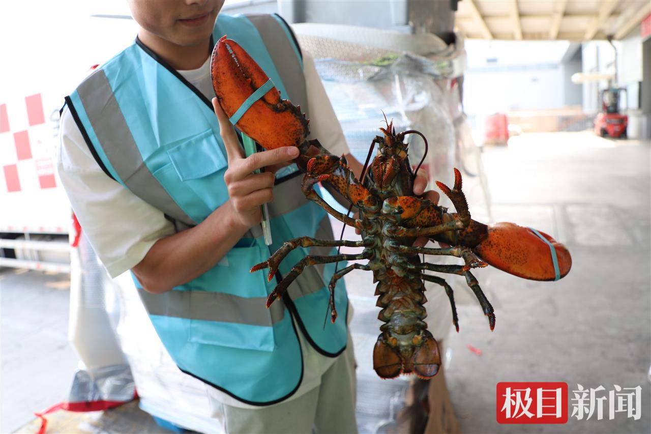 花湖机场运送的波士顿龙虾.jpg
