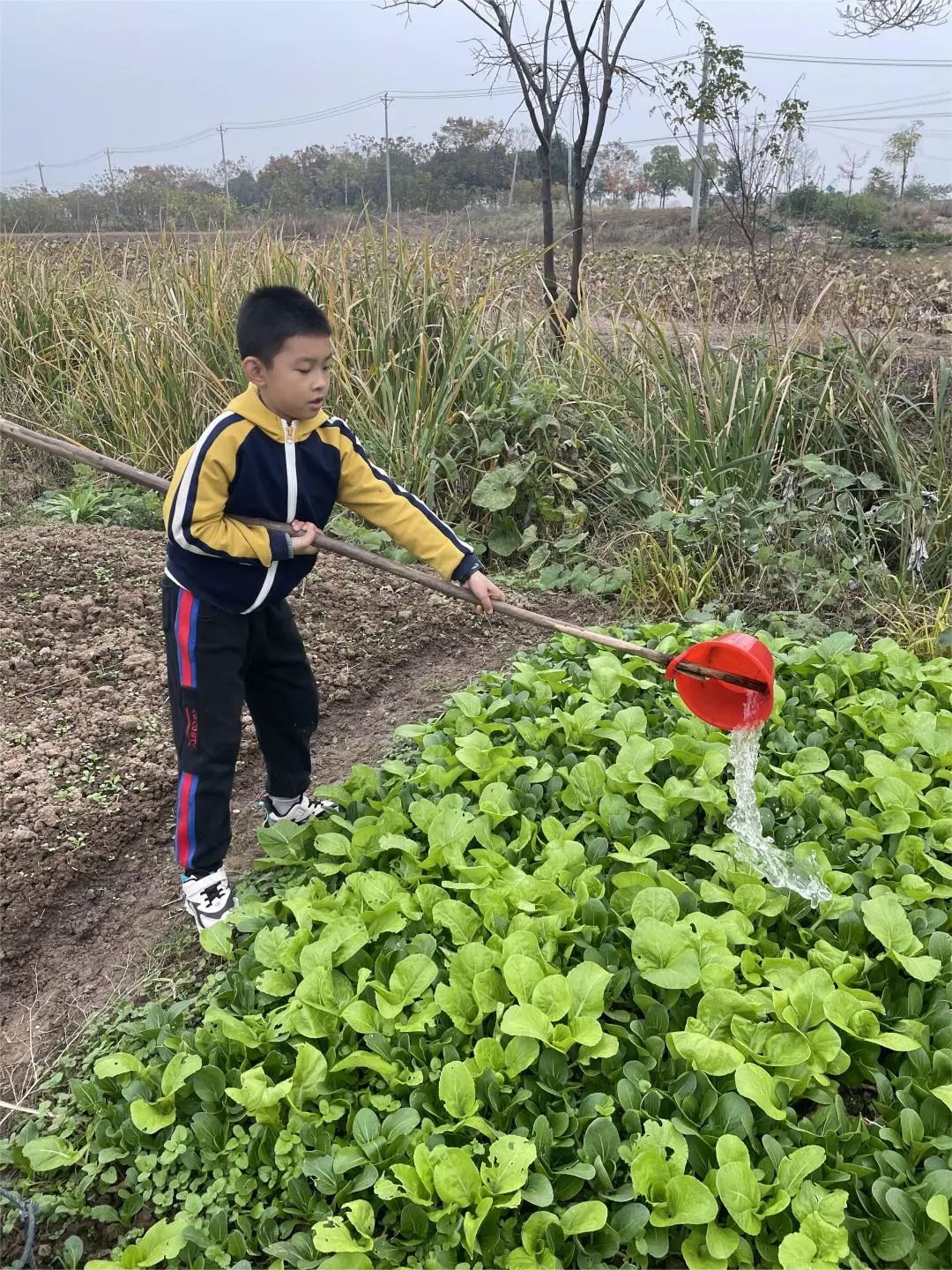 杨昊宇 武汉市光谷第三小学502班