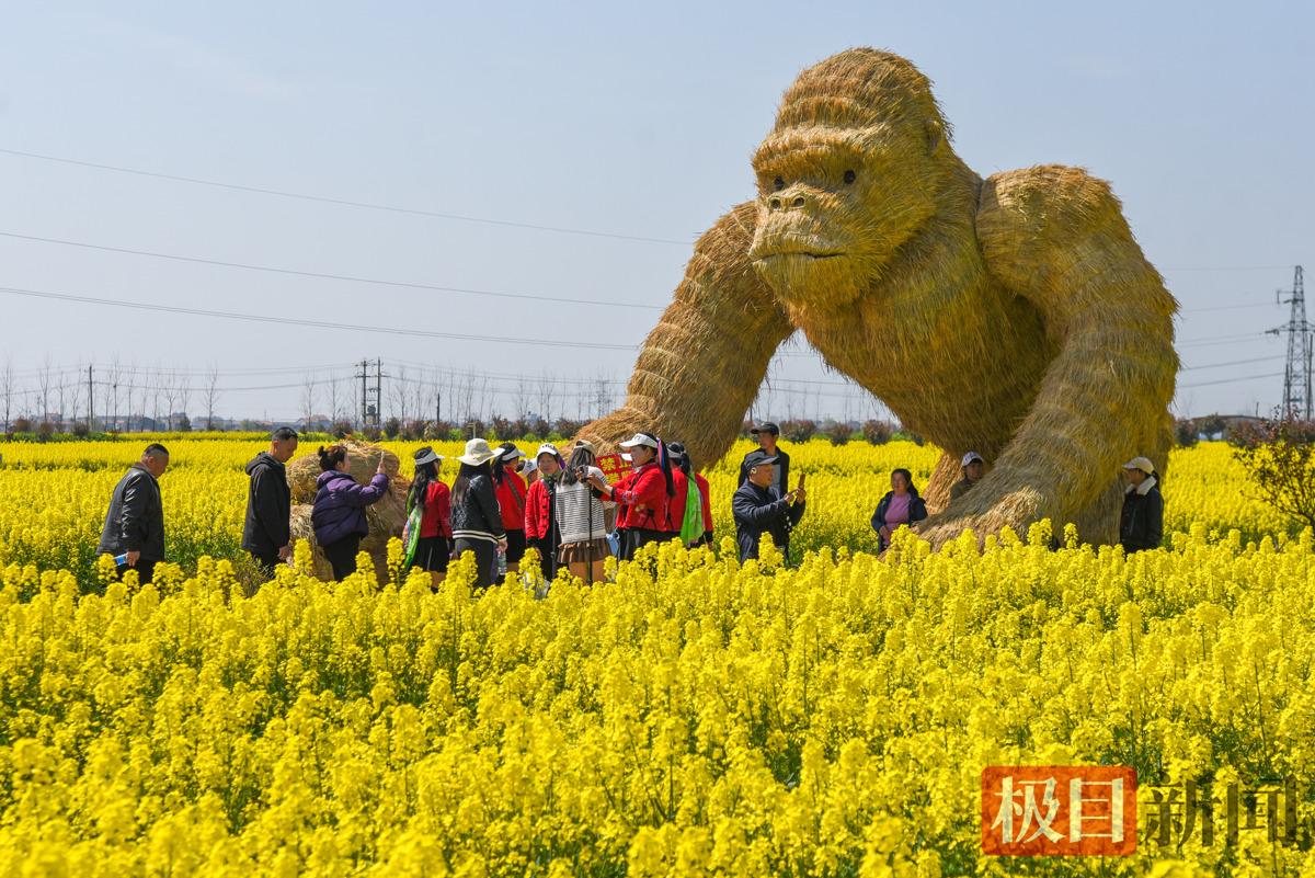 3月13日，游客在监利市程集镇金草帽现代农业基地的连片油菜花海中游玩。（极目新闻记者 黄志刚 摄）.jpg