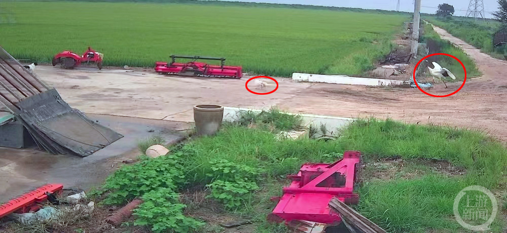 丹顶鹤吓退看门狗