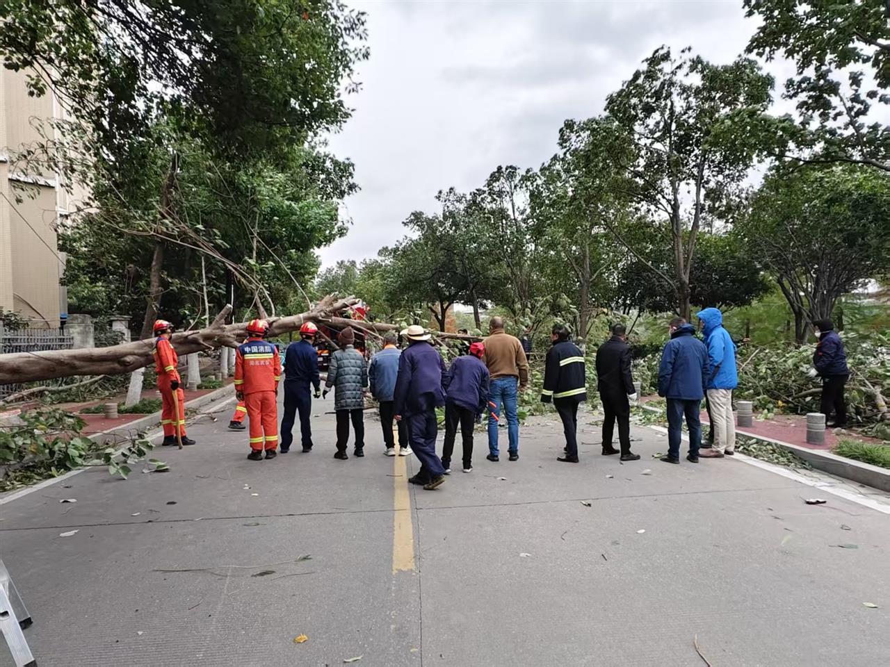 大树吹倒 堵塞道路.png