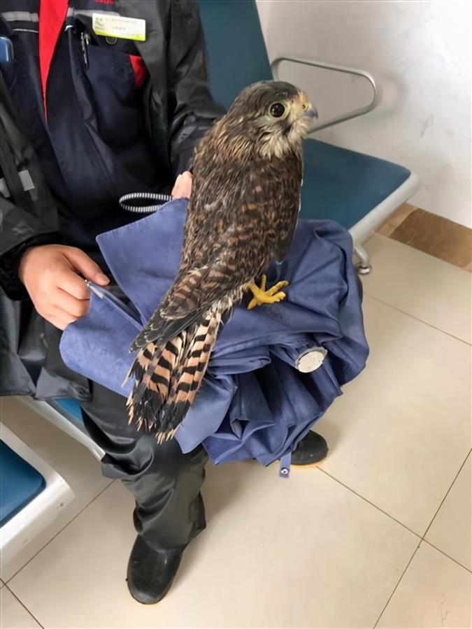 幼鹰隼遇暴雨折翅警民合力救助