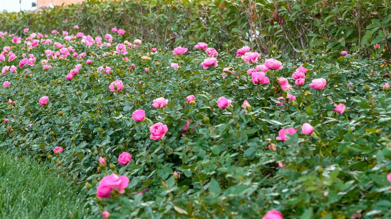 洪山广场环路 (1).jpg