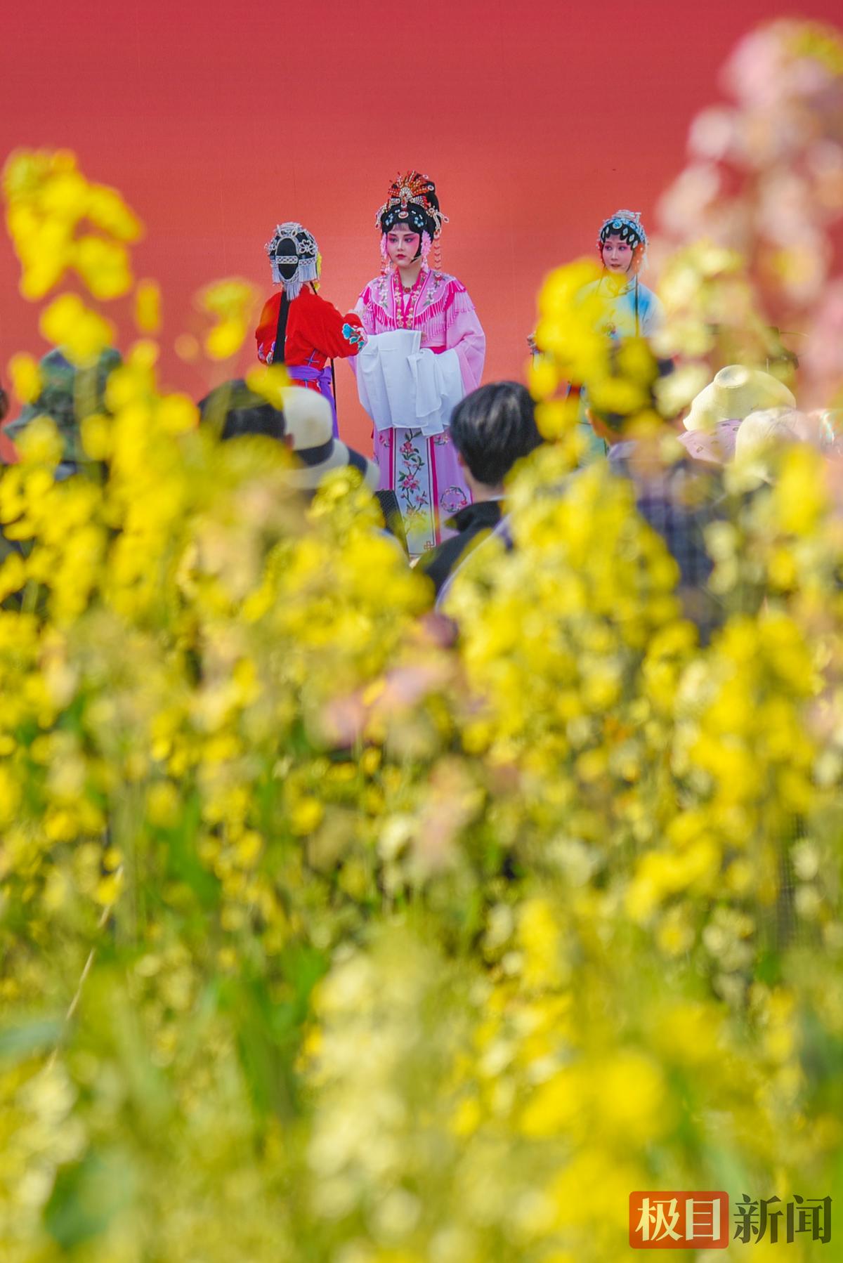 3月13日，荆州花鼓戏表演者在监利市程集镇金草帽现代农业基地的连片油菜花海中演绎。（极目新闻记者 黄志刚 摄）.jpg