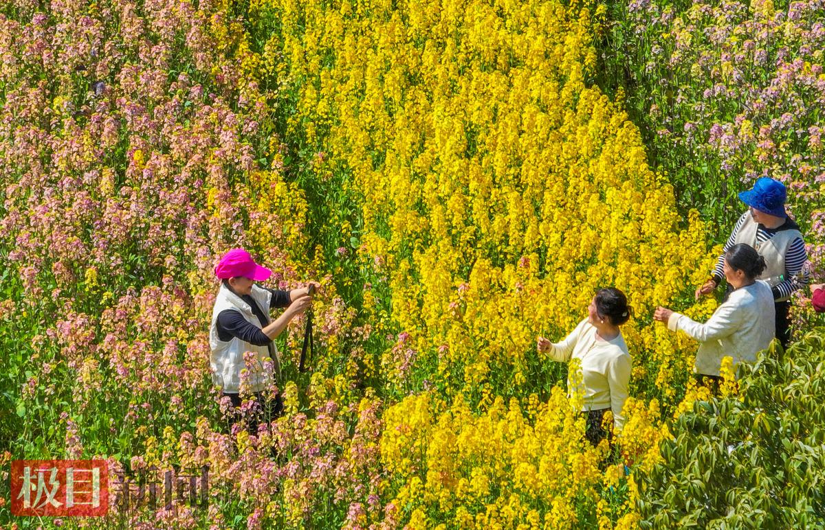 3月13日，游客在监利市程集镇金草帽现代农业基地的连片油菜花海中游玩。（极目新闻通讯员 吴淘淘 摄）.jpg