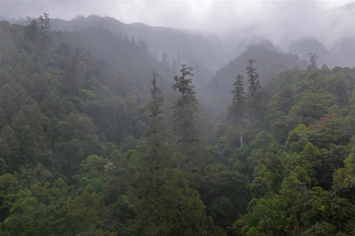 格林村的山地雨林中存在中国最密集的70米+巨树群落，拥有巨大的碳储量.JPG