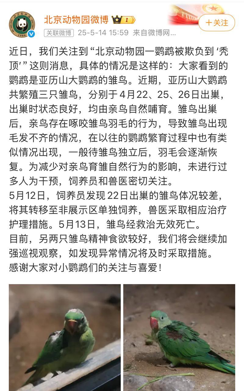 北京动物园一小鹦鹉被欺负到“秃顶”疑似抑郁？官方回应：系亲鸟育雏自然行为，已离世
