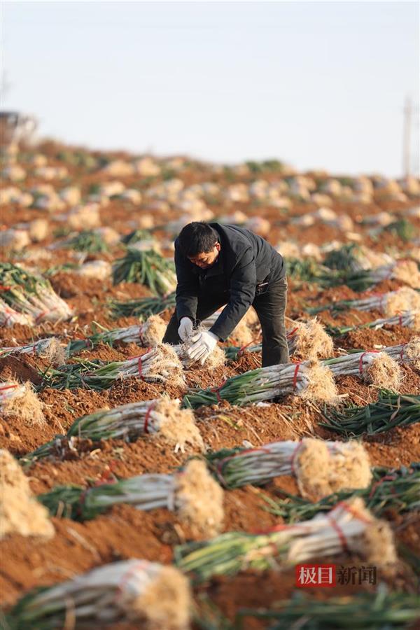 “大葱哥”朱德林