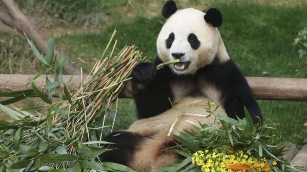 “福宝”再见！韩国民众不舍告别旅韩大熊猫“福宝”