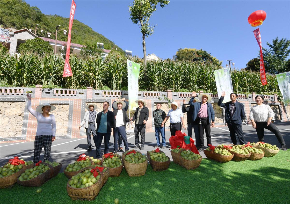 2023年9月3日，在湖北省襄阳市保康县马桥镇黄龙观村，村民展示采收的核桃鲜果。 (2).JPG