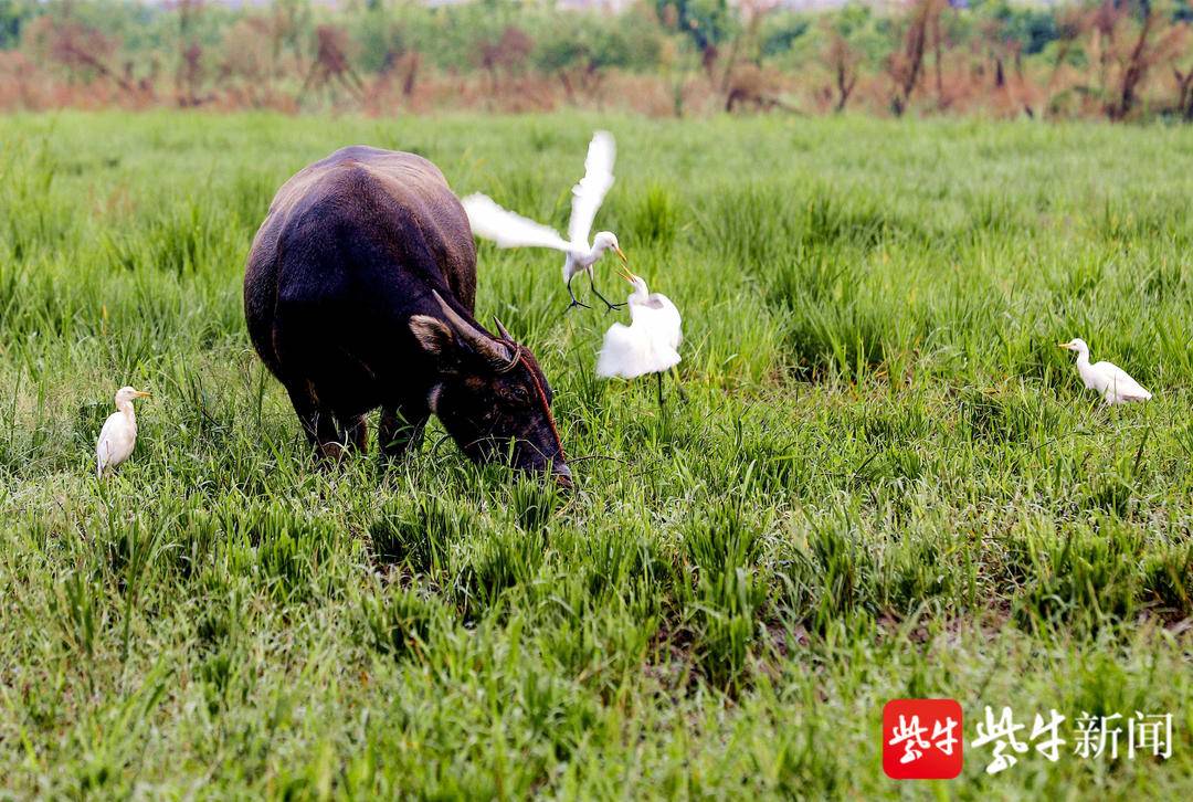 潮河湾湿地良好的生态环境为生物多样性提供条件
