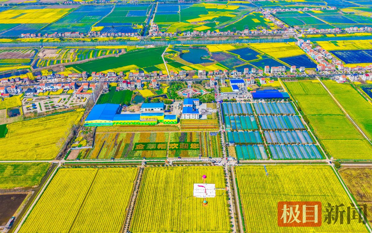 3月13日，监利市程集镇金草帽现代农业基地的连片油菜花海景观。（极目新闻通讯员 鲁豪 摄）.jpg