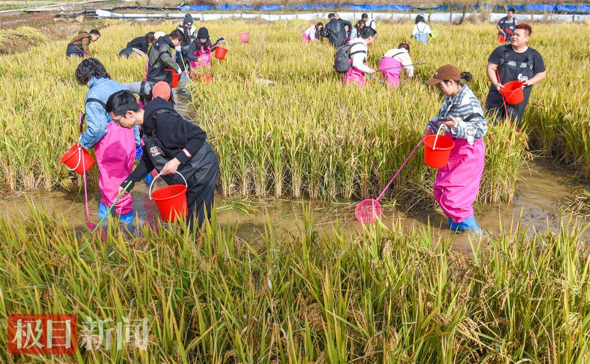 游客在荆州区川店镇紫荆村喵象农场，体验抓螃蟹互动项目（极目新闻记者 黄志刚 摄）.jpg