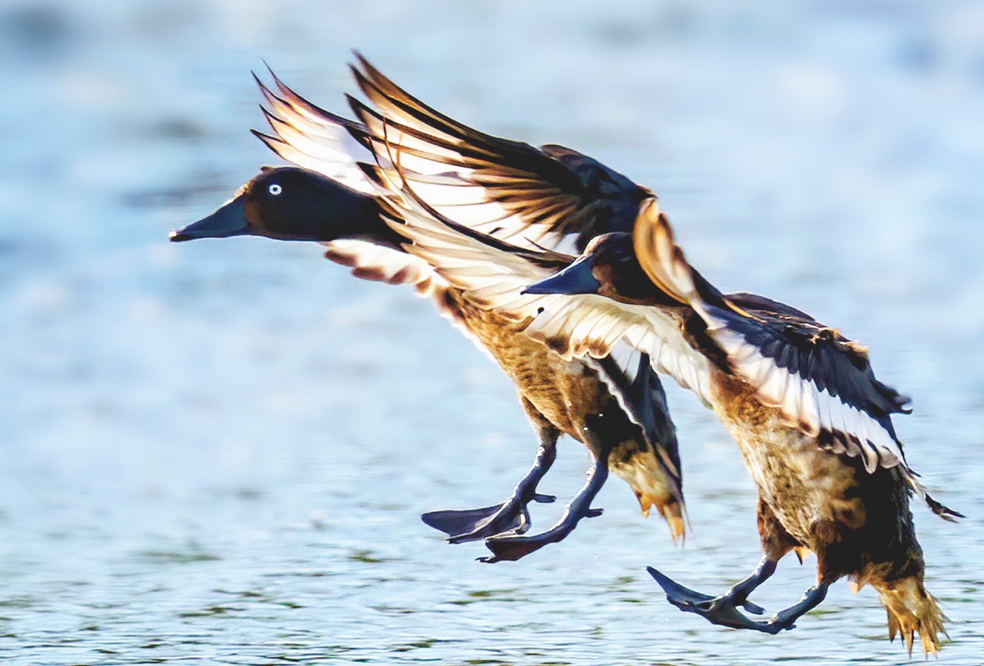 青头潜鸭（央广网发魏斌摄）