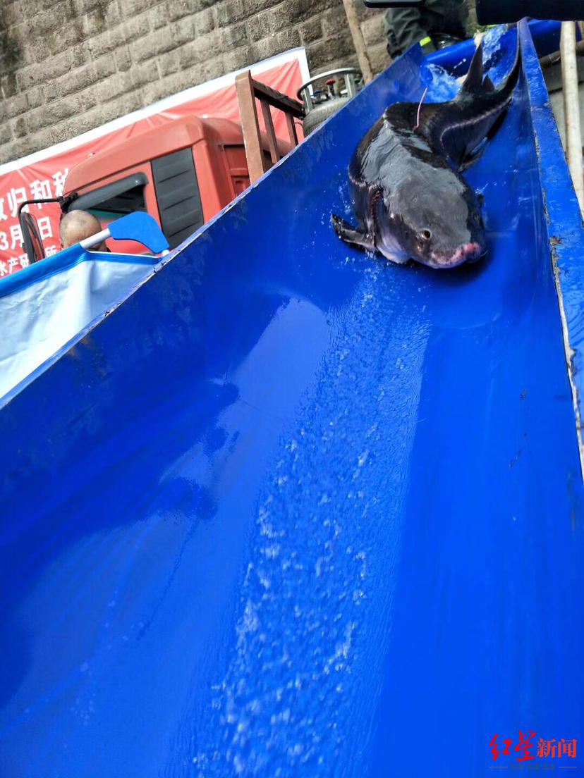 长江鲟亲本放归长江 资料图