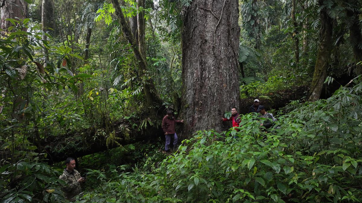 测量团队在“辛达布”所在的山地雨林开展测量工作.JPG