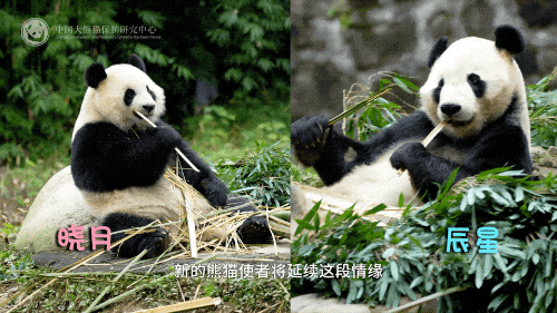 马来西亚隆重举行大熊猫辰星与晓月的欢迎仪式