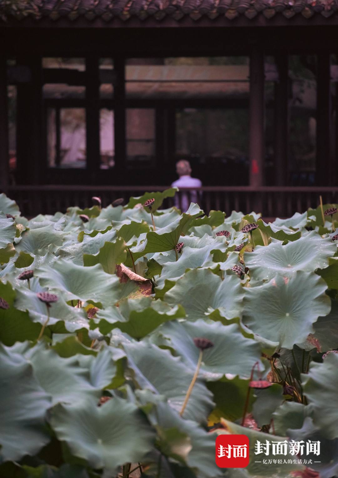 游人在杜甫草堂里休憩。