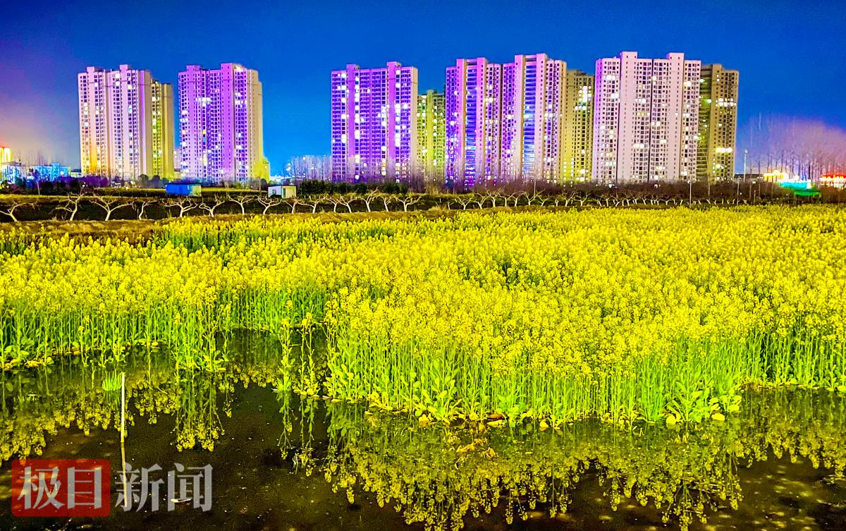 3月13日晚，夜幕中的油菜花景观。（极目新闻记者 黄志刚 摄）.jpg