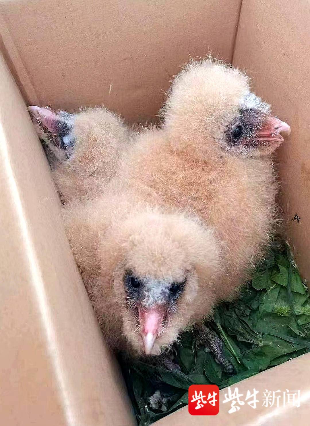 暂被保护的雏鸟