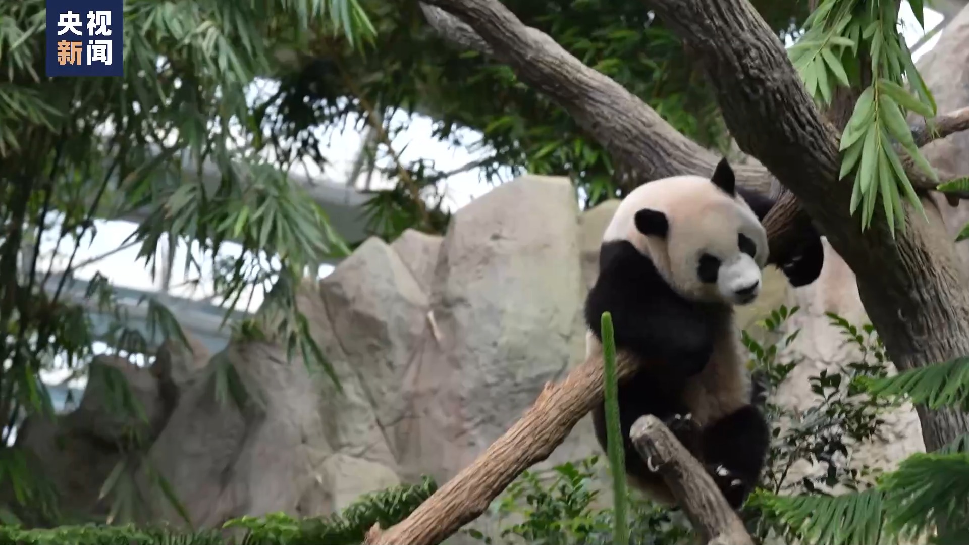 大熊猫“叻叻”即将回国 新加坡举行欢送仪式_北京时间