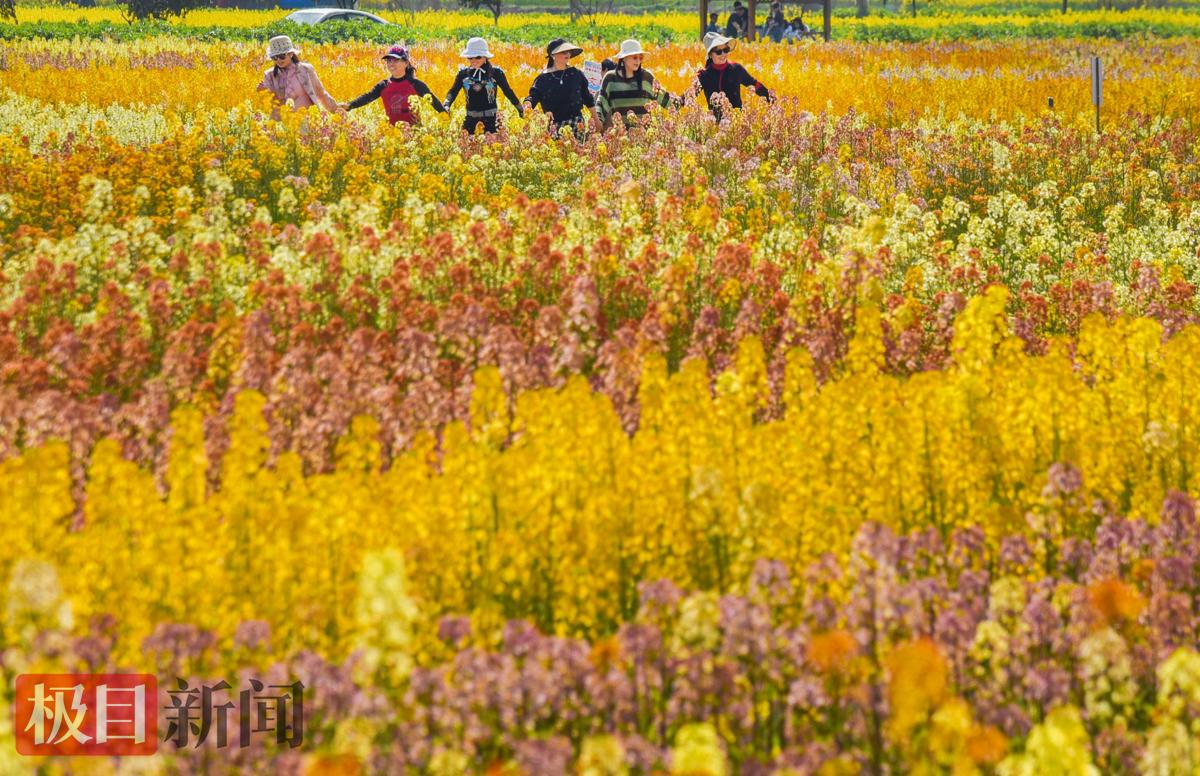 3月13日，游客在监利市程集镇金草帽现代农业基地的连片油菜花海中游玩。     （极目新闻记者 黄志刚 摄）.jpg