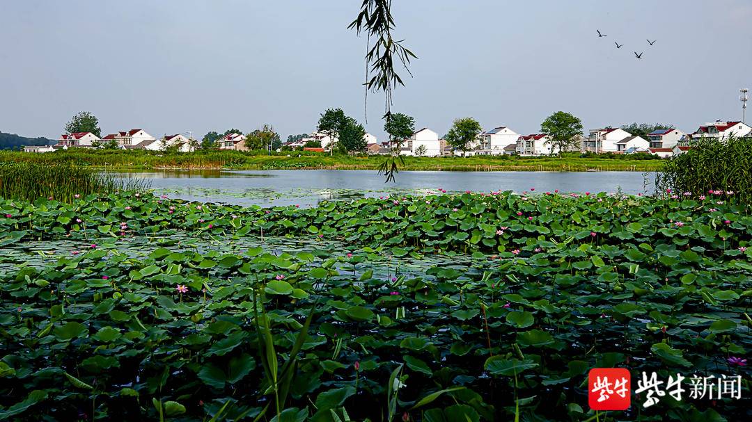 潮河湾湿地良好的生态环境为生物多样性提供条件