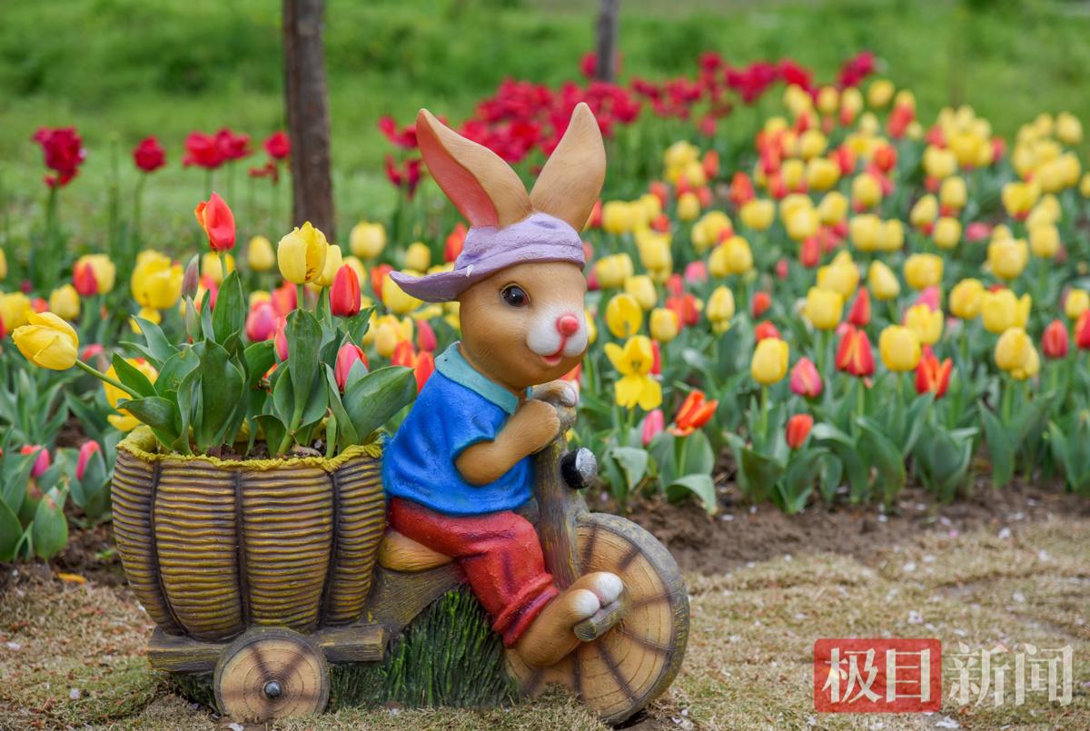 江陵县六合垸农场樱花谷景观。 （极目新闻记者 黄志刚 摄）.jpg