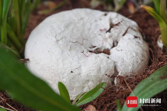 小火花设计的可降解骨灰盒