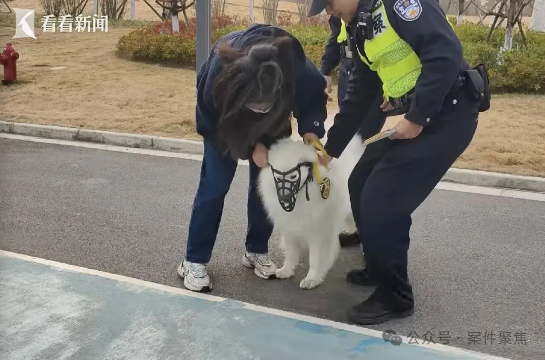 史上最严养犬法规实施，不文明养犬行为将面临最高拘10天及千元罚款