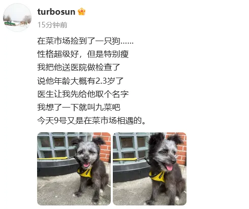 孙俪在菜市场捡狗取名九菜，此前收养的流浪猫“加勒比和海盗”已经养了4年了