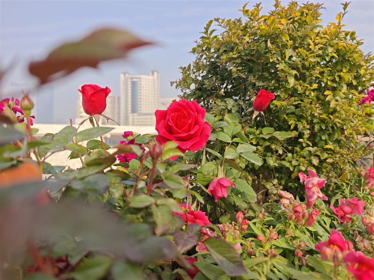 双湖桥花箱 (1).jpg