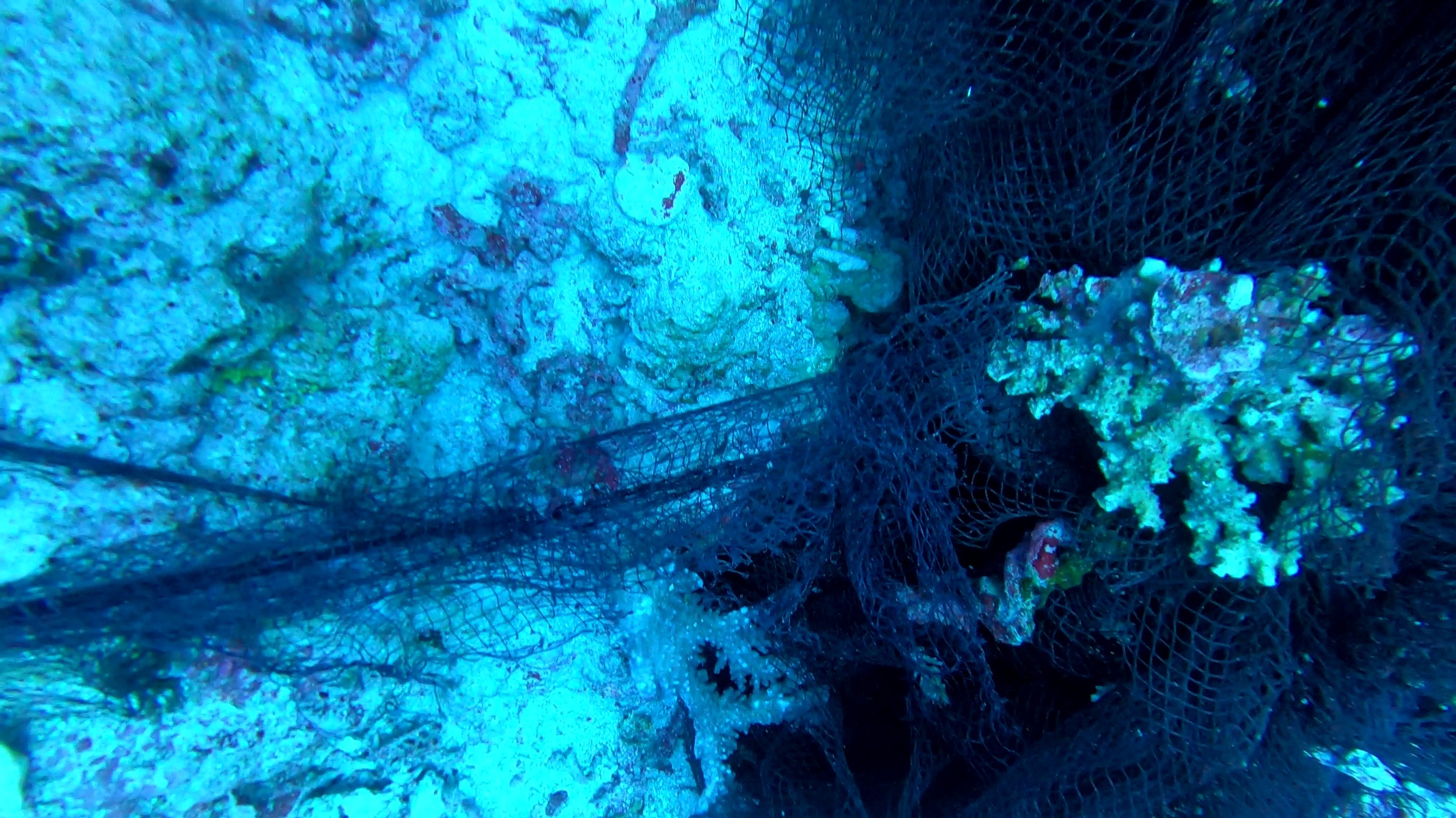 珊瑚礁の海水魚図鑑Byhanadai-ケショウフグ