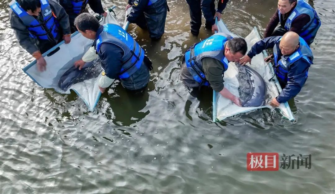 长江天鹅洲白鱀豚国家级自然保护区放归两只江豚到长江的一个汊江“过渡”一段时间
