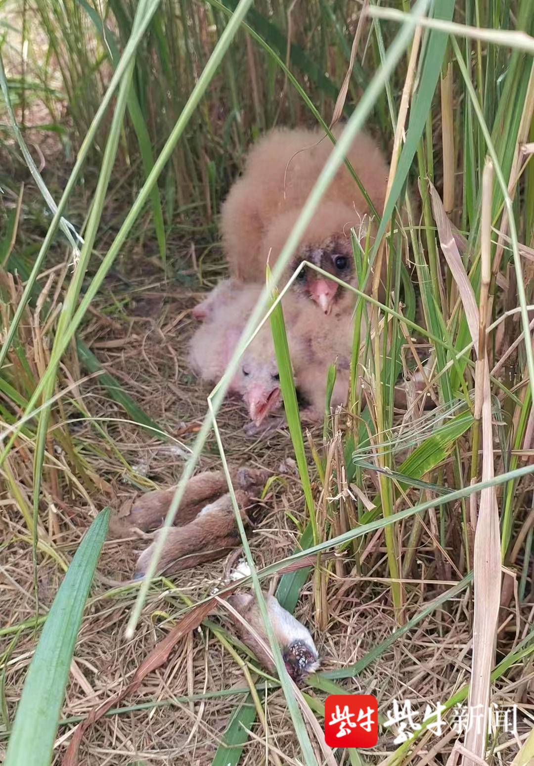 刚被发现的猴面鹰雏鸟
