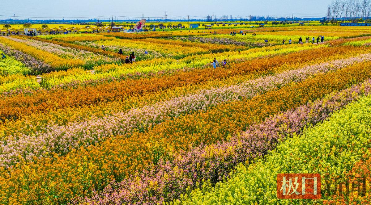 3月13日，监利市程集镇金草帽现代农业基地的七彩油菜花海景观。（极目新闻通讯员 吴淘淘 摄）.jpg