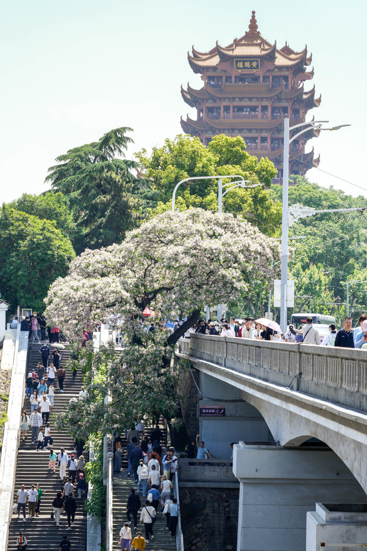 黄鹤楼苦楝花 (2).jpg